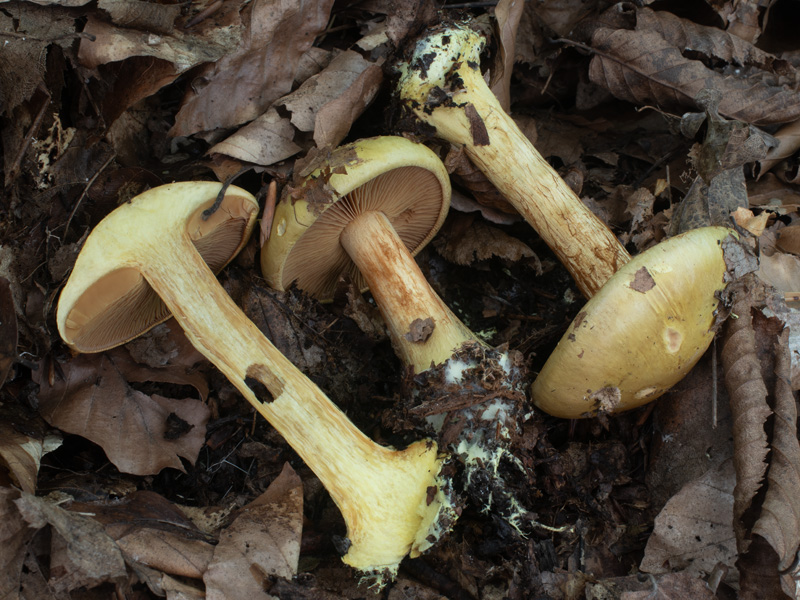 Cortinarius fulvocitrinus Cortinarius fulvocitrinus